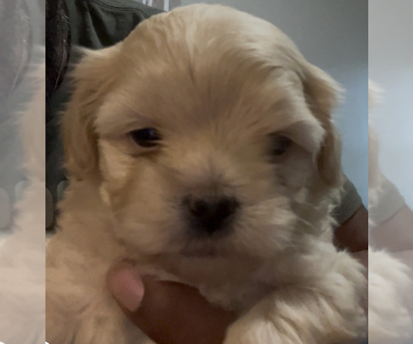 Medium Photo #2 Peke-A-Poo Puppy For Sale in FAYETTEVILLE, NC, USA
