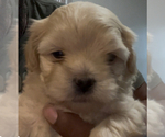 Small #1 Peke-A-Poo