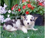 Puppy Perky Pembroke Welsh Corgi