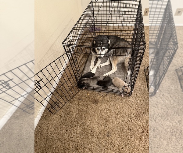 Medium Photo #1 Cane Corso-Siberian Husky Mix Puppy For Sale in HENDERSON, NV, USA