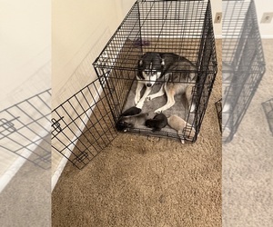 Cane Corso-Siberian Husky Mix Puppy for sale in HENDERSON, NV, USA