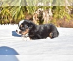 Small #5 Miniature American Shepherd