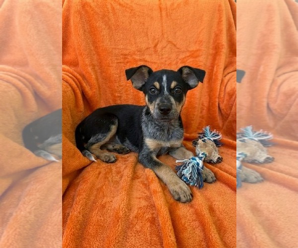 Medium Photo #1 Mutt Puppy For Sale in Genesee, WI, USA