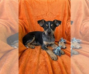 Mutt Dogs for adoption in Genesee, WI, USA