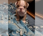 Small #17 English Bulldog