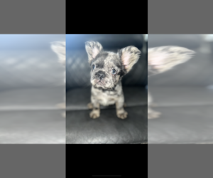 French Bulldog Puppy for sale in CHICO, CA, USA