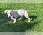 Puppy Spot Great Dane