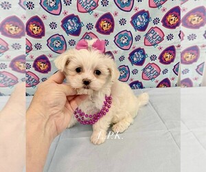 Maltese Puppy for sale in WINNSBORO, LA, USA