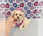 Small Maltese