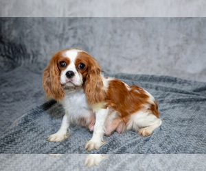 Mother of the Cavalier King Charles Spaniel puppies born on 06/20/2025