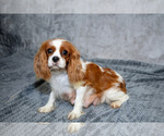 Small Photo #1 Cavalier King Charles Spaniel Puppy For Sale in GOSHEN, IN, USA