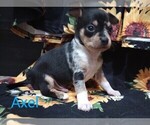 Small Photo #2 Chihuahua Puppy For Sale in MANCHESTER, PA, USA
