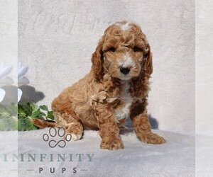 Goldendoodle (Miniature) Puppy for sale in EPHRATA, PA, USA