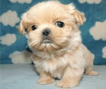 Small Shih Tzu