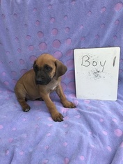 Rhodesian Ridgeback Puppy for sale in OGLESBY, TX, USA