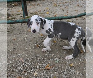 Great Dane Puppy for sale in BLOOMINGTON, IN, USA