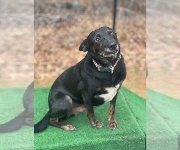 Medium Photo #1 Mutt Puppy For Sale in Lakemont, GA, USA