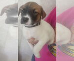 Small Great Dane Mix
