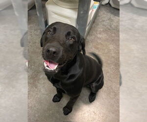 Labrador Retriever Dogs for adoption in Lee's Summit, MO, USA