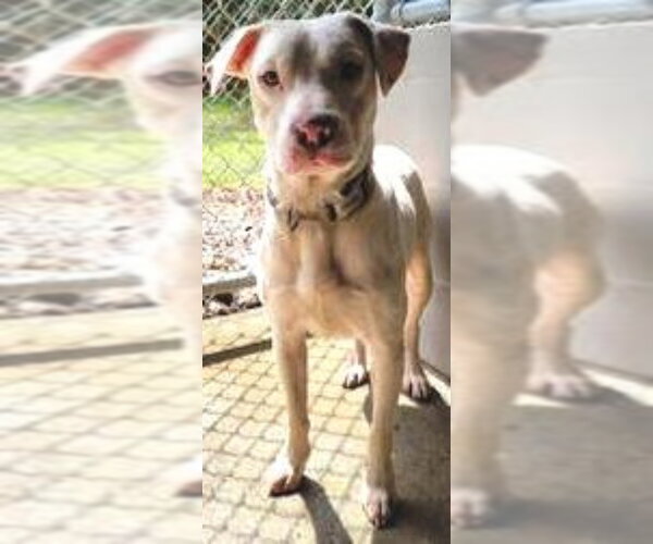 Medium Photo #3 Labrador Retriever-Unknown Mix Puppy For Sale in Fairfax, VA, USA