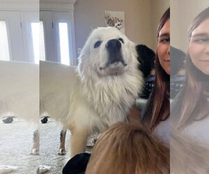 Great Pyrenees Dogs for adoption in Bountiful, UT, USA