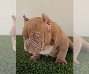 American Bully Puppy for Sale in FONTANA, California USA