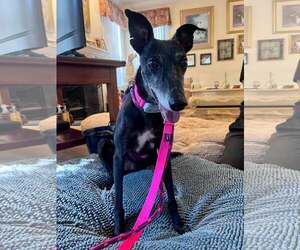 Whippet Dogs for adoption in Cherry Hill, NJ, USA