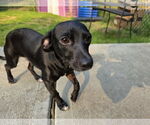 Small #4 Italian Greyhound Mix