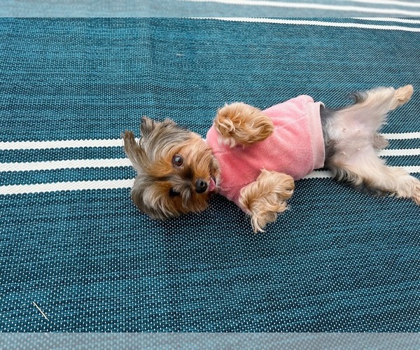 Medium Photo #7 Yorkshire Terrier Puppy For Sale in WEST HARTFORD, CT, USA