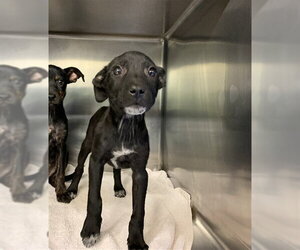 American Staffordshire Terrier-Labrador Retriever Mix Dogs for adoption in Grand Prairie, TX, USA