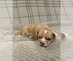Small Photo #38 Puggle-Shih Tzu Mix Puppy For Sale in NEW YORK MILLS, MN, USA
