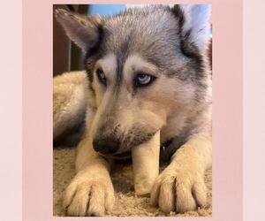 Siberian Husky Dogs for adoption in Aurora, CO, USA