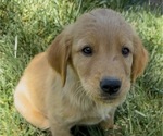 Puppy Leo Golden Retriever