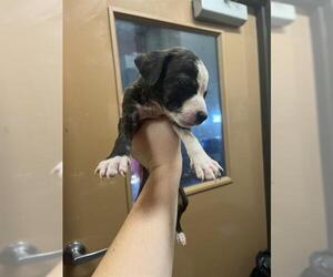American Pit Bull Terrier Dogs for adoption in Louisville, KY, USA