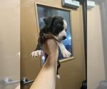 Small American Pit Bull Terrier
