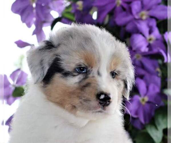 Medium Photo #8 Australian Shepherd Puppy For Sale in DANVILLE, PA, USA