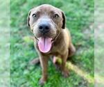 Small Labrador Retriever