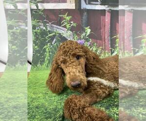 Poodle (Standard) Puppy for sale in ROCKY MOUNT, VA, USA