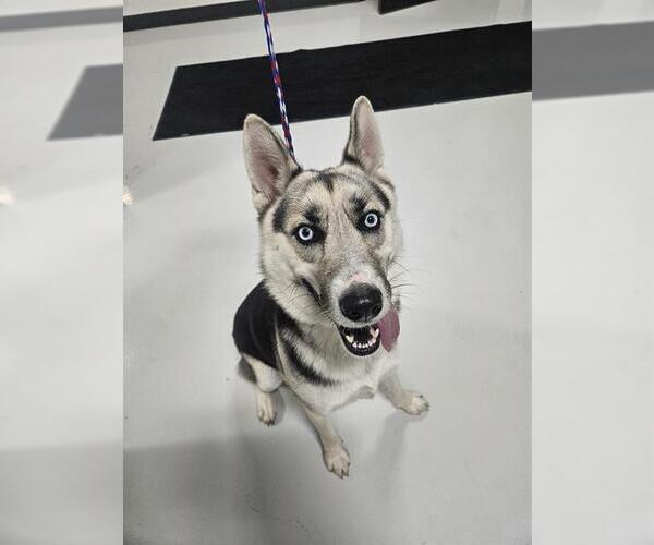 Medium Photo #1 Siberian Husky-Unknown Mix Puppy For Sale in Temple, TX, USA