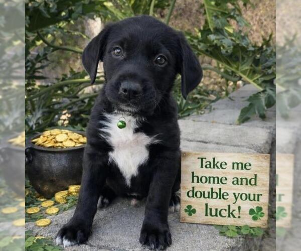 Medium Photo #2 Labrador Retriever-Unknown Mix Puppy For Sale in San Diego, CA, USA