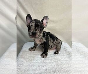 French Bulldog Puppy for sale in CHARLESTON, SC, USA