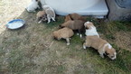 Small Bernese Hound-Pyrenean Sheepdog Mix