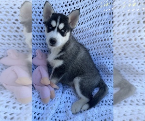 Siberian Husky Puppy for sale in COLORADO SPRINGS, CO, USA