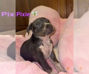 Pixie - Female Mutt Dog for Adoption - Photo #2