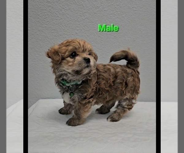 Medium Photo #6 Yo-Chon Puppy For Sale in CHEYENNE, WY, USA