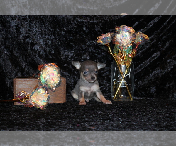 Medium Photo #16 Chihuahua Puppy For Sale in CHARLESTON, AR, USA