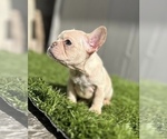 Small Photo #8 French Bulldog Puppy For Sale in LOS ANGELES, CA, USA