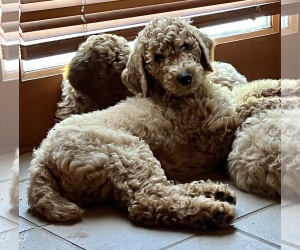 Medium Photo #1 Poodle (Standard) Puppy For Sale in BROWNSBURG, IN, USA