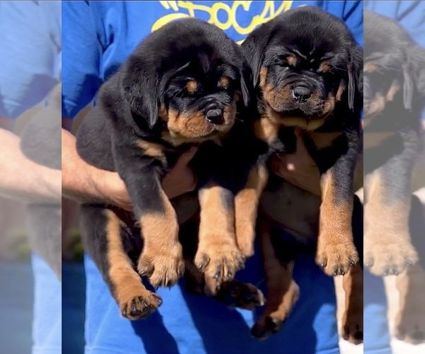Full screen Photo #11 Rottweiler Puppy For Sale in FONTANA, CA, USA