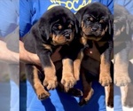 Small Photo #11 Rottweiler Puppy For Sale in FONTANA, CA, USA